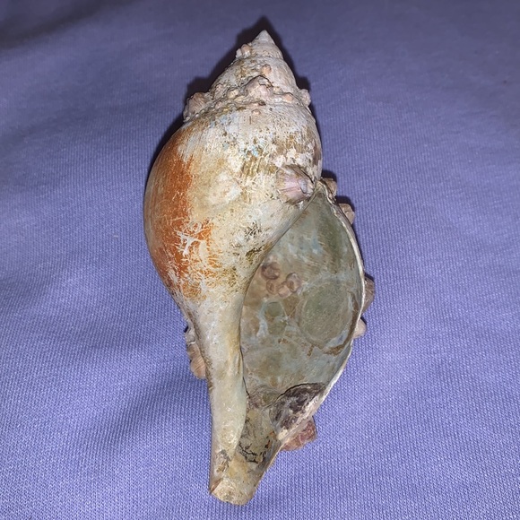 SALE!! True tulip shell with barnacle cluster - Picture 10 of 12